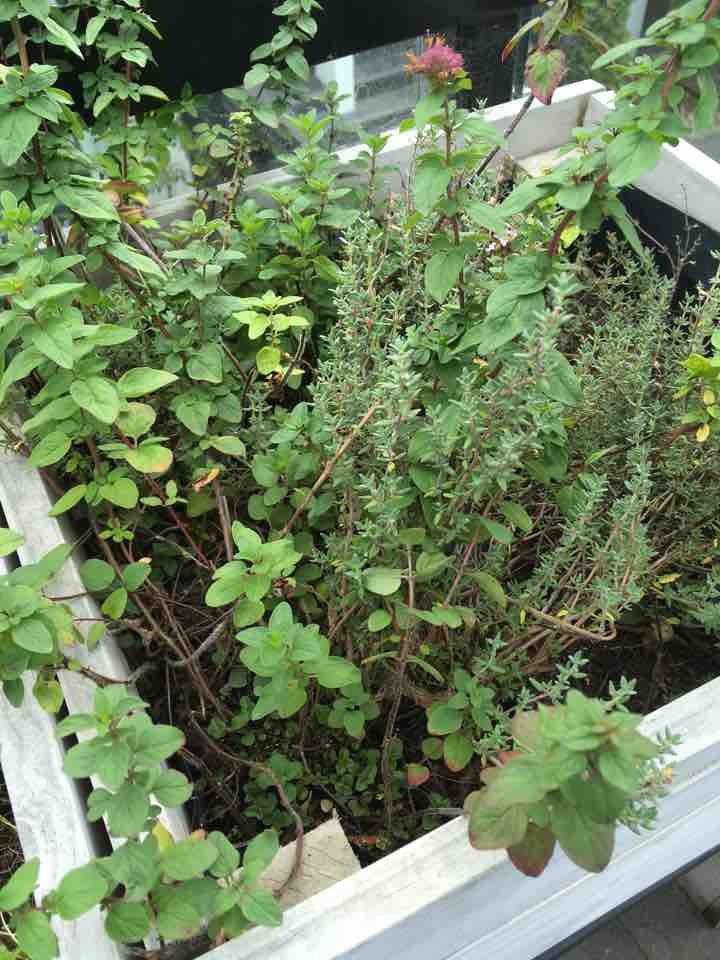 Fresh Oregano and Thyme OLIO