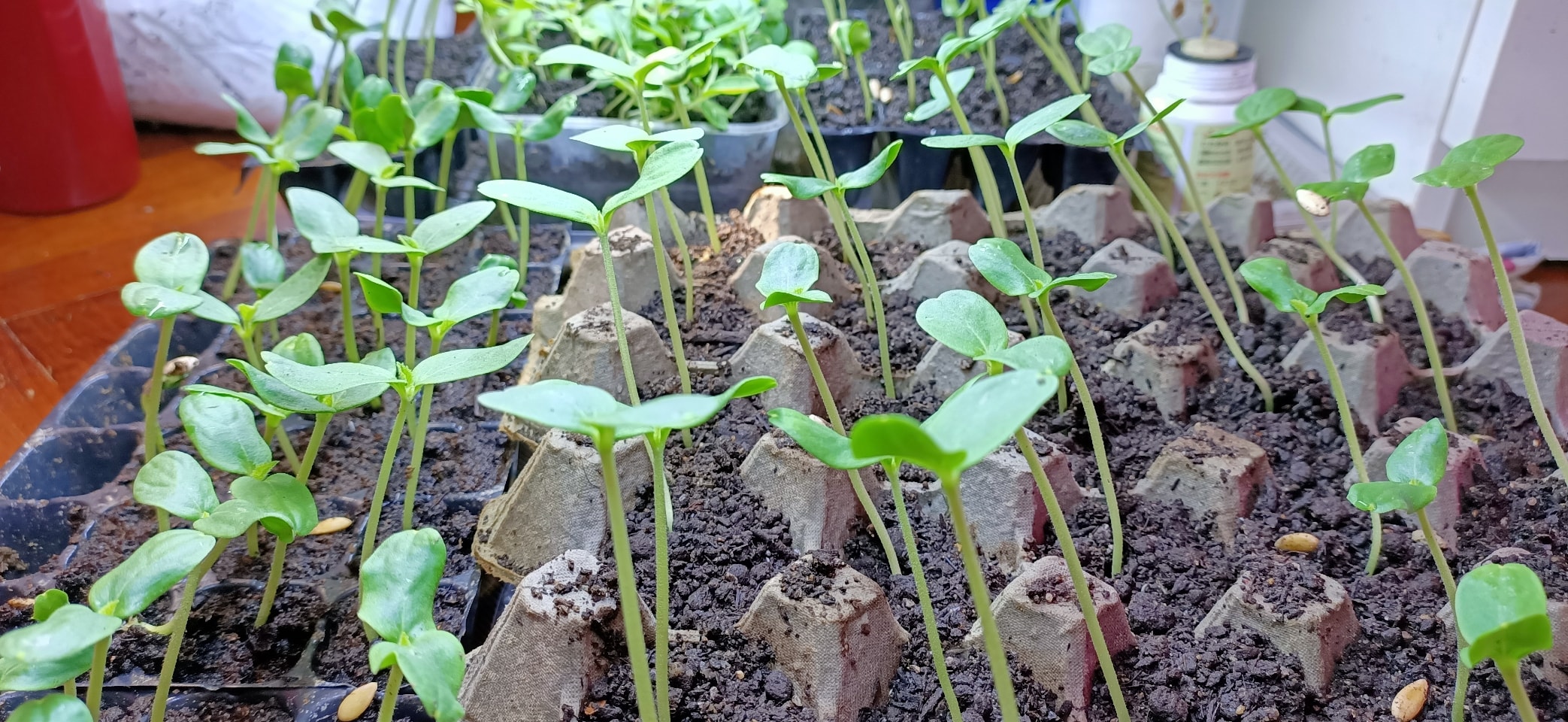 Rockmelon seedlings OLIO