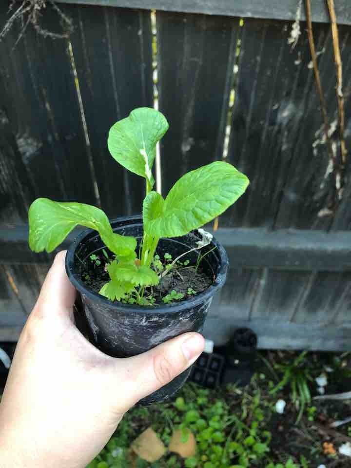 Wasabi baby plants OLIO