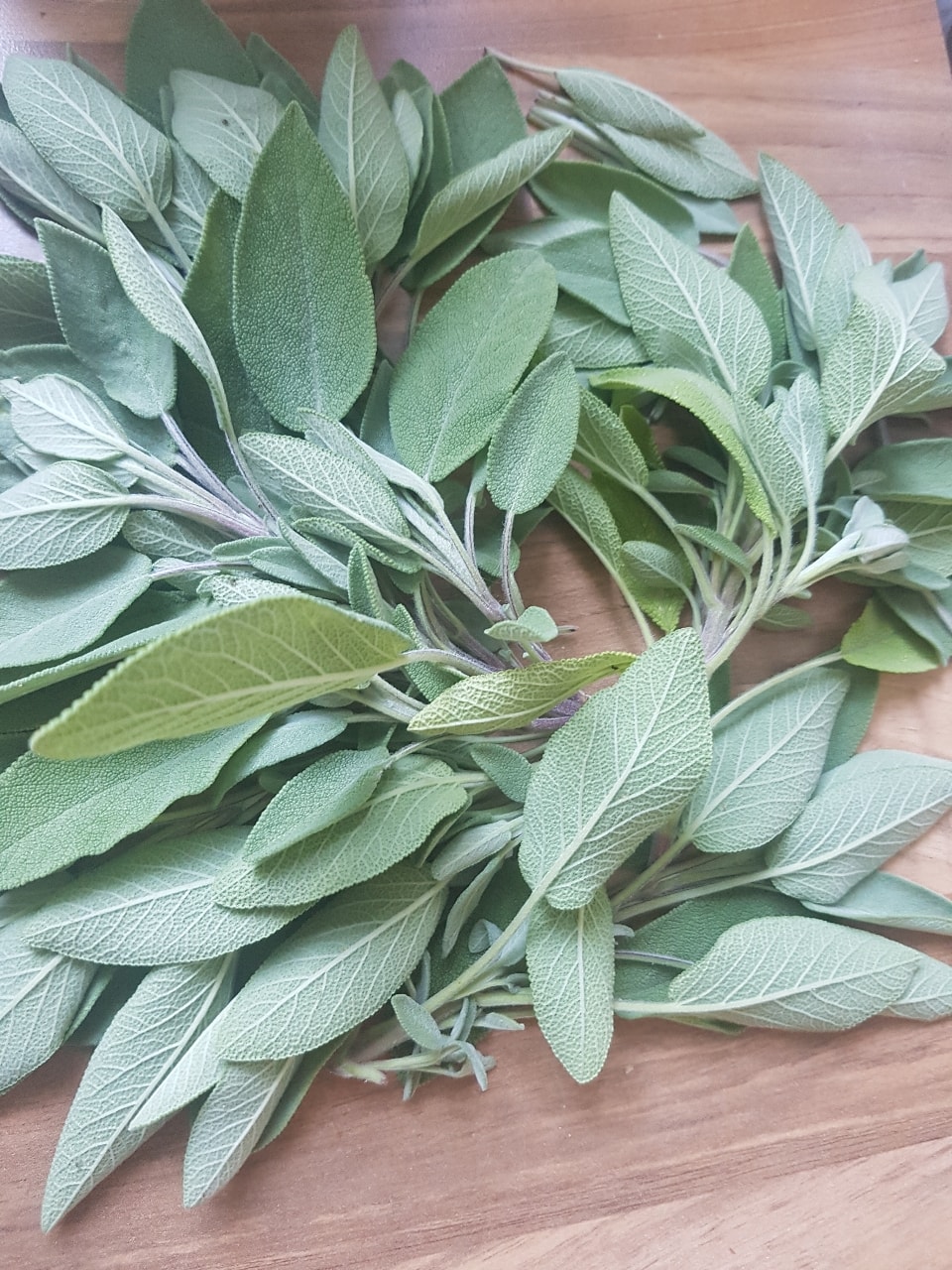 Fresh Organic Sage for cooking, good to make stuffing for your Sunday Roast OLIO
