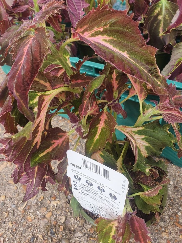 Tesco Plants Coleus OLIO