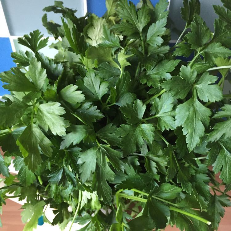 Bunch of parsley and coriander OLIO