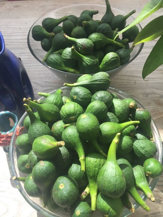 Fresh home grown green figs OLIO